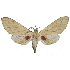 /filer/webapps/moths/media/images/W/witti_Neoclanis_PTF_ZSM_03a.jpg