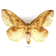 /filer/webapps/moths/media/images/G/grisea_Philotherma_AF_Basquin_01.jpg
