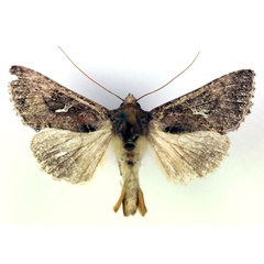/filer/webapps/moths/media/images/A/angulum_Plusia_AM_RMCA.jpg