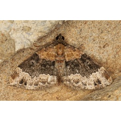 /filer/webapps/moths/media/images/P/poseata_Xanthorhoe_A_Heyns_04.JPG