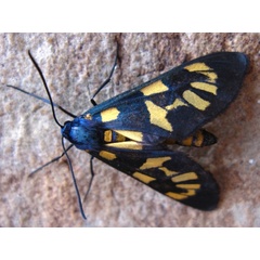 /filer/webapps/moths/media/images/F/fulvatrum_Cacoethes_AM_Viljoen.jpg