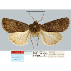 /filer/webapps/moths/media/images/M/montigenarum_Euxoa_AT_MNHN.jpg