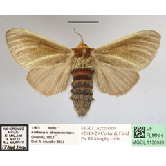 /filer/webapps/moths/media/images/S/spurcata_Antheua_A_MGCLa_01.JPG
