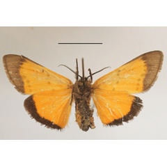 /filer/webapps/moths/media/images/E/eddela_Euproctoides_AF_MGCLb_02.JPG