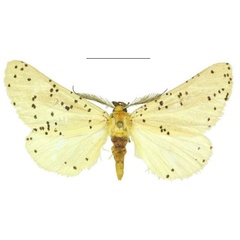 /filer/webapps/moths/media/images/S/sulaki_Nothabraxas_HT_ANHRT.jpg