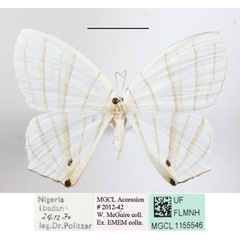 /filer/webapps/moths/media/images/E/erycinaria_Dissoprumna_A_MGCLa_01.JPG