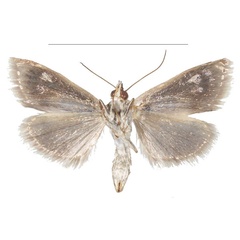 /filer/webapps/moths/media/images/B/baphialis_Tegostoma_AM_Efetov_01b.jpg