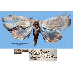 /filer/webapps/moths/media/images/L/ledereri_Setoctena_HT_SNHMa.jpg
