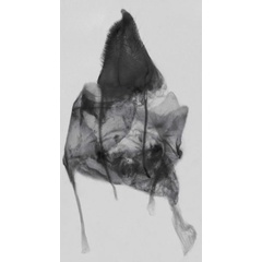 /filer/webapps/moths/media/images/U/ulaukae_Sesamia_GFPT_MNHN_887.jpg