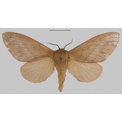 /filer/webapps/moths/media/images/B/braedan_Gonotrichidia_PTF_Mueller.jpg