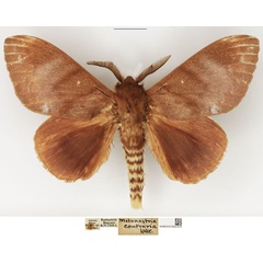 /filer/webapps/moths/media/images/C/contraria_Pachymeta_AM_NHMUK_02.jpg