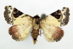 Eublemma ecthaemata