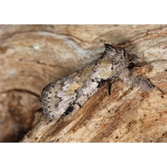 /filer/webapps/moths/media/images/V/varians_Leptolepida_A_Roland_02.jpg