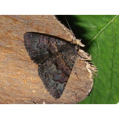 /filer/webapps/moths/media/images/G/globulipes_Lophotavia_A_Goff_01.jpg