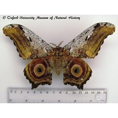 /filer/webapps/moths/media/images/G/gigas_Athletes_A_OUMNH.jpg