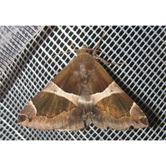 /filer/webapps/moths/media/images/T/torrida_Dysgonia_A_Bippus_01.jpg