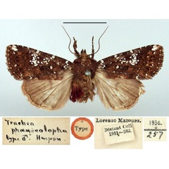 /filer/webapps/moths/media/images/P/phoenicolopha_Trachea_HT_BMNH.jpg