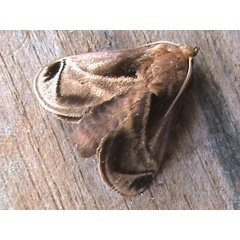 /filer/webapps/moths/media/images/A/anacompa_Teinorhyncha_A_Guyonnet.jpg