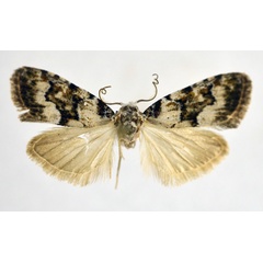 /filer/webapps/moths/media/images/A/adelpha_Nola_A_NHMO.jpg