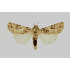 /filer/webapps/moths/media/images/H/herzogi_Agrotis_AM_RMCA.jpg