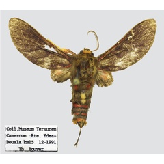 /filer/webapps/moths/media/images/E/eloumdeni_Tervurenia_HT_RMCA.jpg