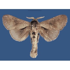 /filer/webapps/moths/media/images/T/tanaensis_Shimbania_HT_NMK.jpg