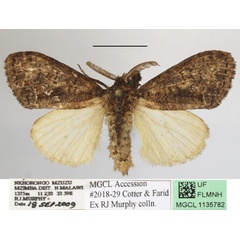 /filer/webapps/moths/media/images/E/elaeochroa_Dasychira_AM_MGCLa_02.JPG