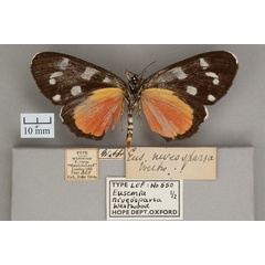 /filer/webapps/moths/media/images/N/niveosparsa_Eusemia_ST_OUMNH_02.jpg