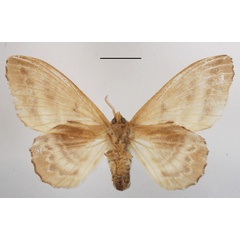 /filer/webapps/moths/media/images/I/imparilis_Chrysopsyche_AM_MGCLb_02.jpg