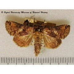 /filer/webapps/moths/media/images/B/brevipennis_Abrostola_A_OUMNH_02.jpg