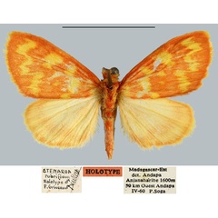 /filer/webapps/moths/media/images/R/rubriflava_Stenaroa_HT_MNHN.jpg