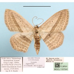 /filer/webapps/moths/media/images/B/bigeminata_Scopula_A_MGCLa_01.jpg