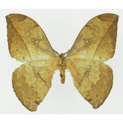 /filer/webapps/moths/media/images/N/neglecta_Pselaphelia_AM_Basquin_01b.jpg
