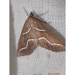 /filer/webapps/moths/media/images/O/oberthuri_Idiodes_AF_Bippus.jpg