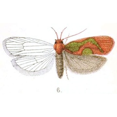 /filer/webapps/moths/media/images/R/roseoviridis_Theatrocopia_HT_Walsingham_2-6.jpg