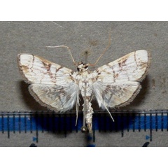 /filer/webapps/moths/media/images/T/trogobasalis_Chalcidoptera_A_Goffa_03.jpg