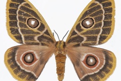 Bunaeopsis zaddachii