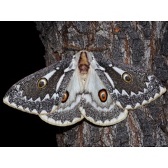 /filer/webapps/moths/media/images/W/wallengrenii_Usta_A_Sondergaard.jpg