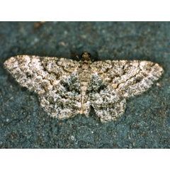 /filer/webapps/moths/media/images/M/multistrigata_Chiasmia_A_Roland.jpg