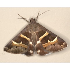 /filer/webapps/moths/media/images/S/stolida_Grammodes_A_Heyns_02.jpg