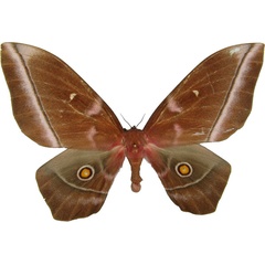 /filer/webapps/moths/media/images/O/obscura_Imbrasia_AF_MCJM.jpg