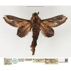 /filer/webapps/moths/media/images/S/splendens_Megasoma_STM_NHMUK.jpg
