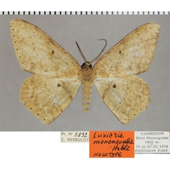 /filer/webapps/moths/media/images/M/manengouba_Luxiaria_HT_ZSMa.jpg