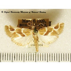 /filer/webapps/moths/media/images/O/ornata_Hypotia_AM_OUMNH_01.jpg