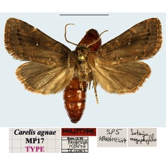 /filer/webapps/moths/media/images/A/agnae_Carelis_HT_MNHNa.jpg