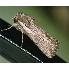 /filer/webapps/moths/media/images/D/dicksoni_Ectochela_A_Roland_01.jpg