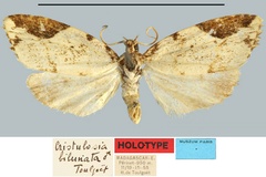 Cristulosia bilunata