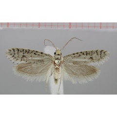 /filer/webapps/moths/media/images/T/tineiformis_Pseudurgis_HT_ZMHB.jpg