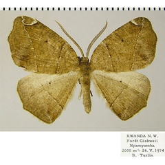 /filer/webapps/moths/media/images/S/stictigramma_Epigynopteryx_AM_ZSM.jpg