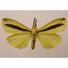 /filer/webapps/moths/media/images/P/pseudoscita_Epilacydes_HT_ZIN.jpg